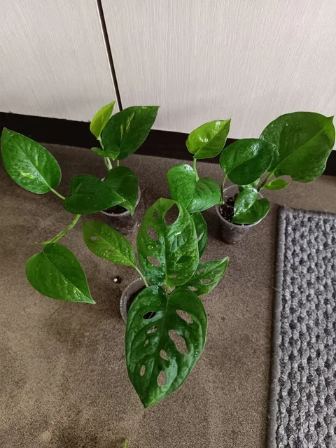 Набор из 3 больших растений: Монстера, Эпипремнум - Страйкбол в Волгоград