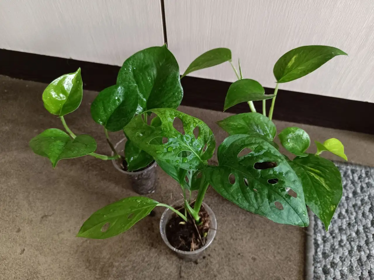 Набор из 3 больших растений: Монстера, Эпипремнум - Растения (Хобби и отдых) в Волгоград