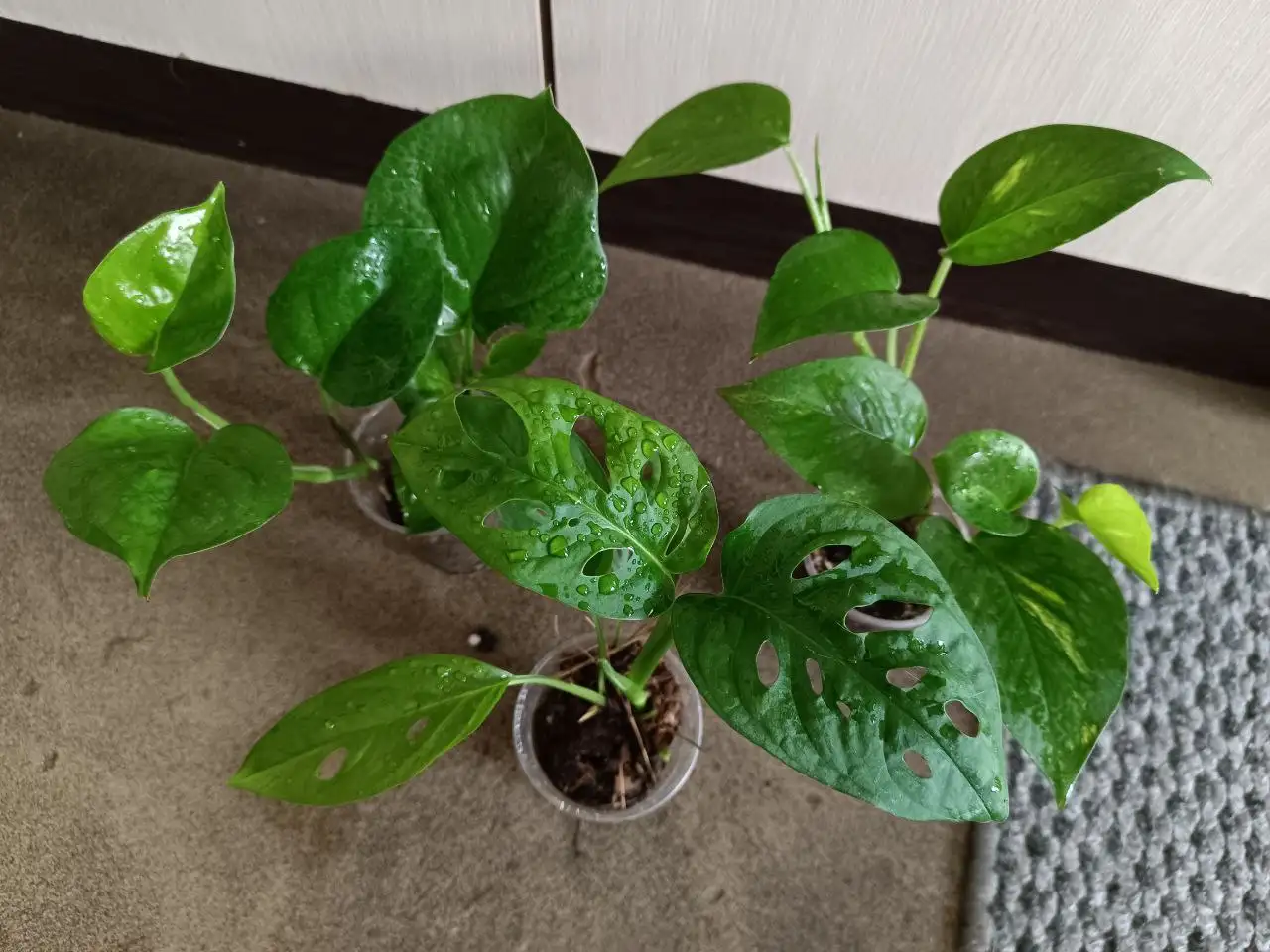 Набор из 3 больших растений: Монстера, Эпипремнум - Растения (Хобби и отдых) в Волгоград