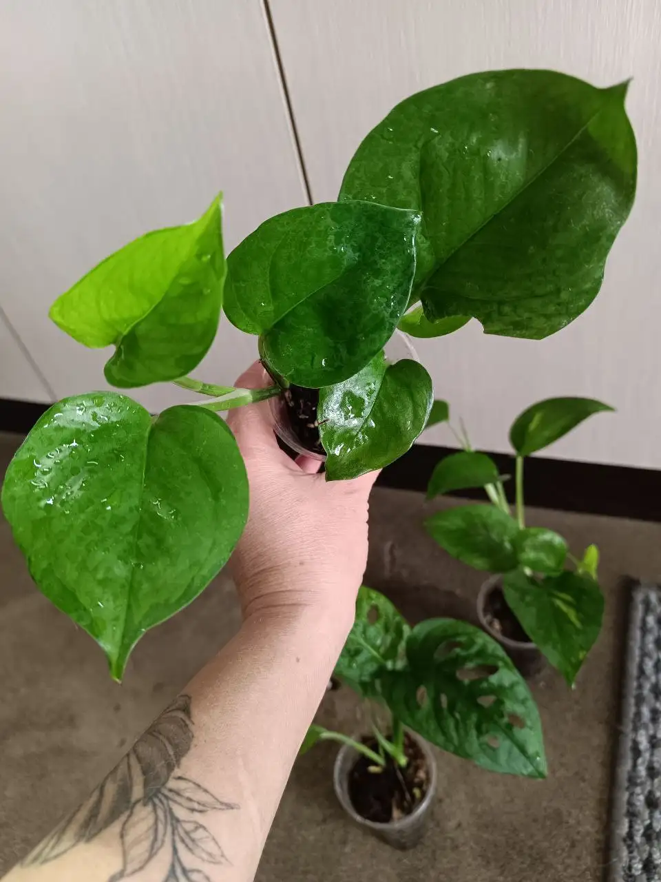 Набор из 3 больших растений: Монстера, Эпипремнум - Растения (Хобби и отдых) в Волгоград