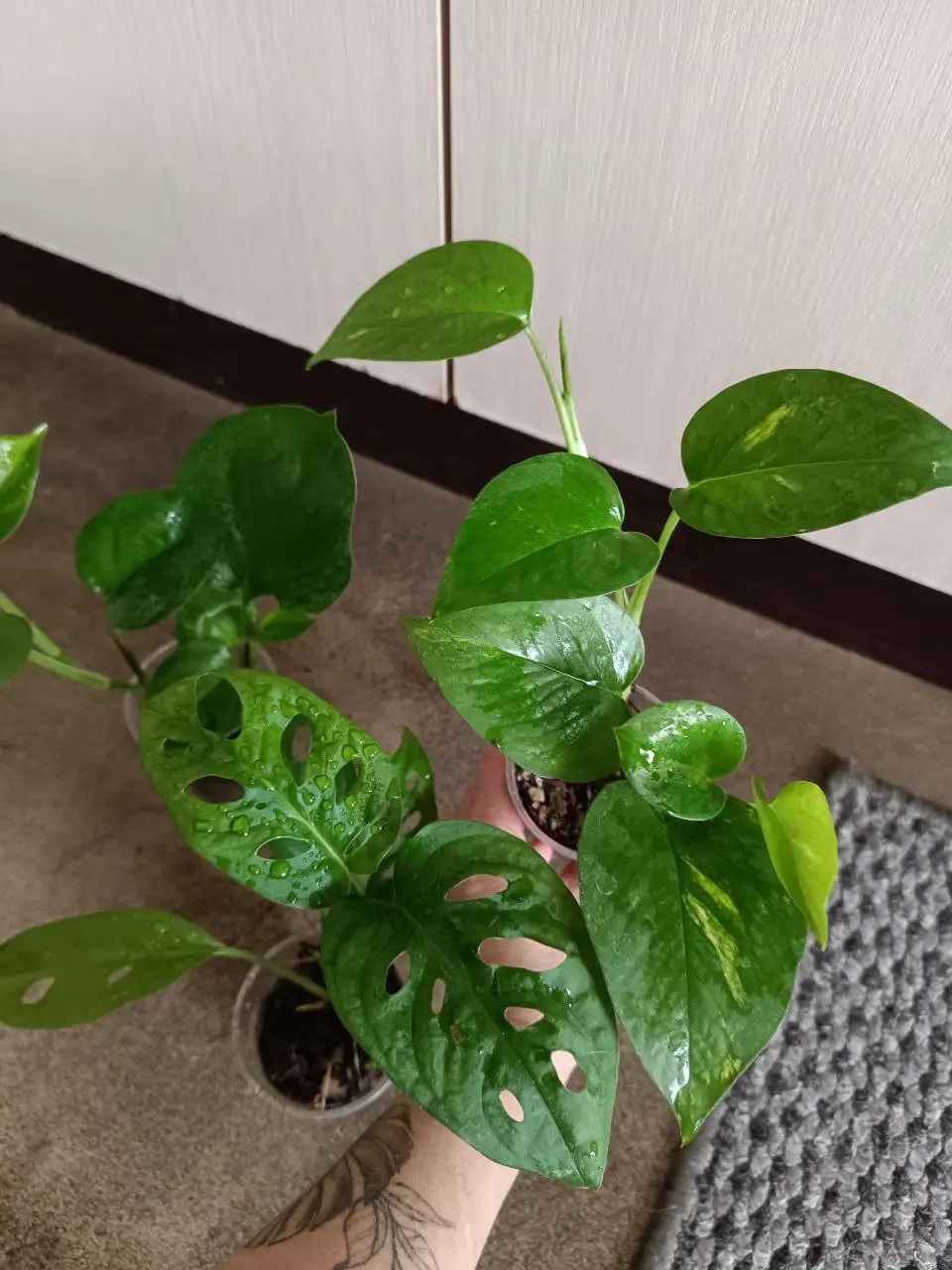 Набор из 3 больших растений: Монстера, Эпипремнум - Растения (Хобби и отдых) в Волгоград