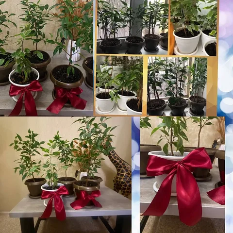Фикус Бенджамена - Сладости в Волгоград