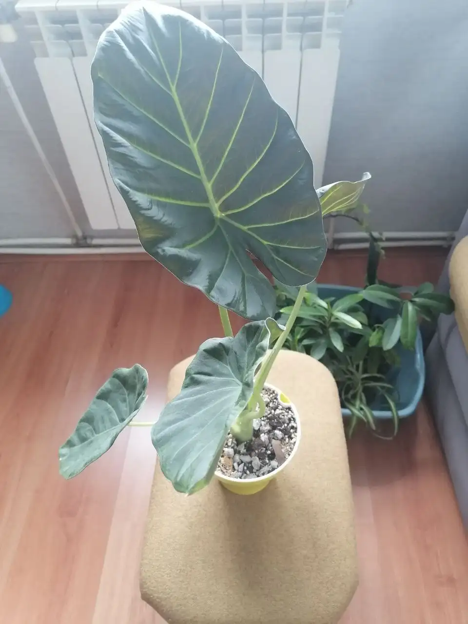 Продажа деток Алоказии Регал Шилдс - Растения (Хобби и отдых) в Волгоград