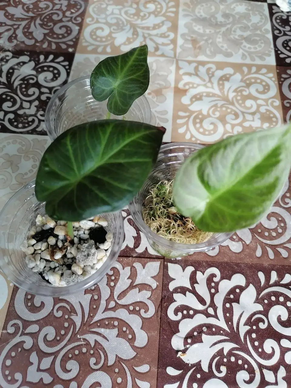 Продажа деток Алоказии Регал Шилдс - Растения (Хобби и отдых) в Волгоград