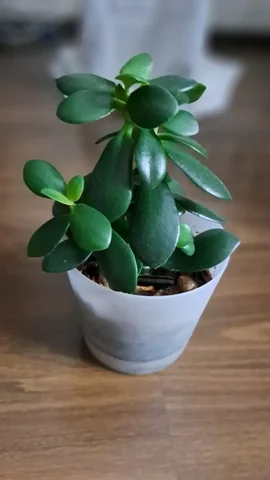 Продажа денежного дерева в Волгограде - Страйкбол в Волгоград