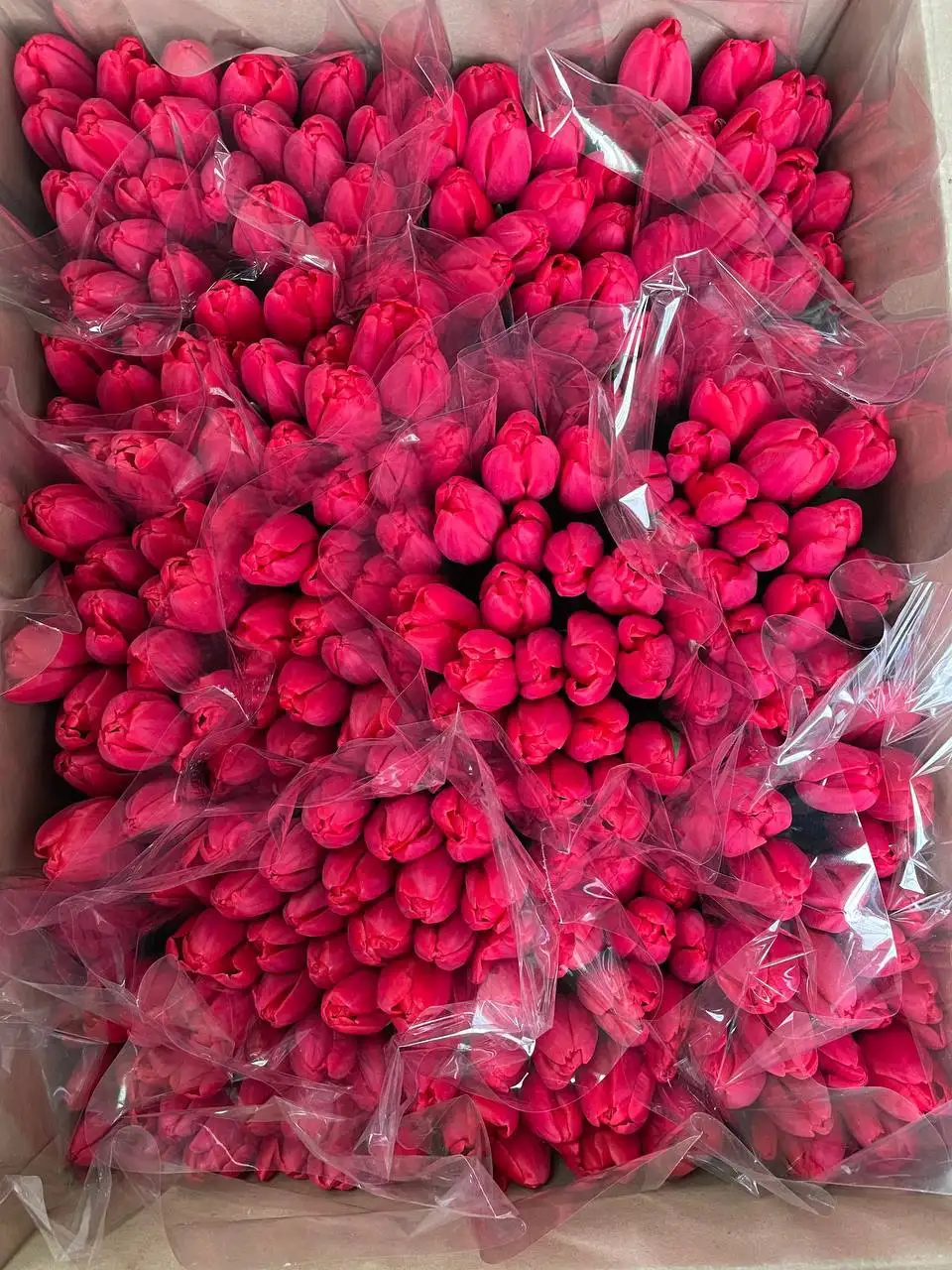 Букеты тюльпанов на 8 марта - Цветы (Хобби и отдых) в Волгоград