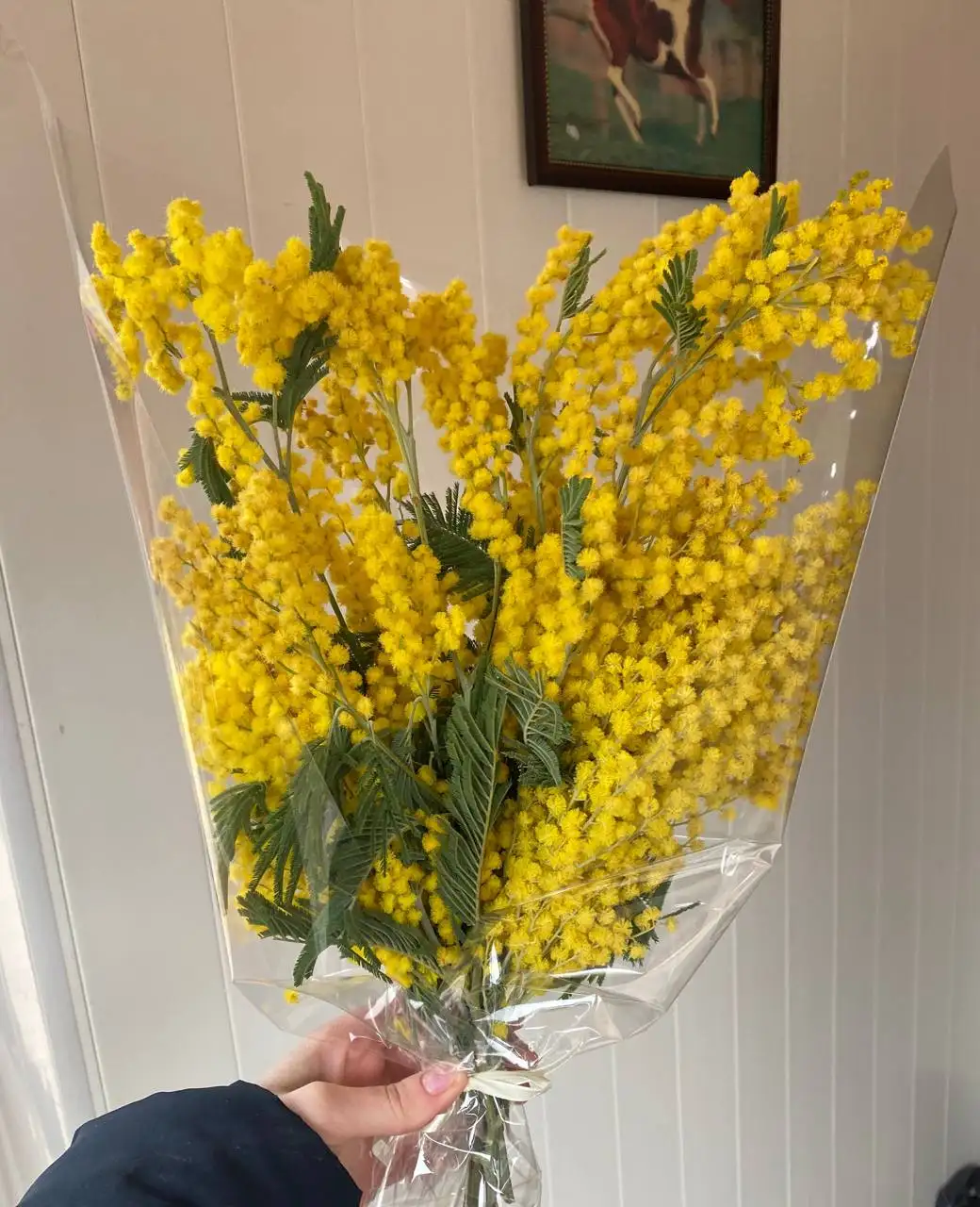 Продажа букетов мимозы - Цветы (Хобби и отдых) в Волгоград