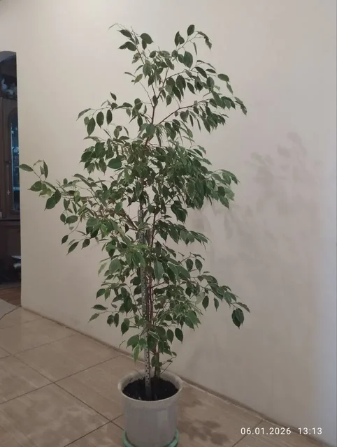 Продажа фикуса Наташа и денежного дерева - Кухонная утварь в Волгоград