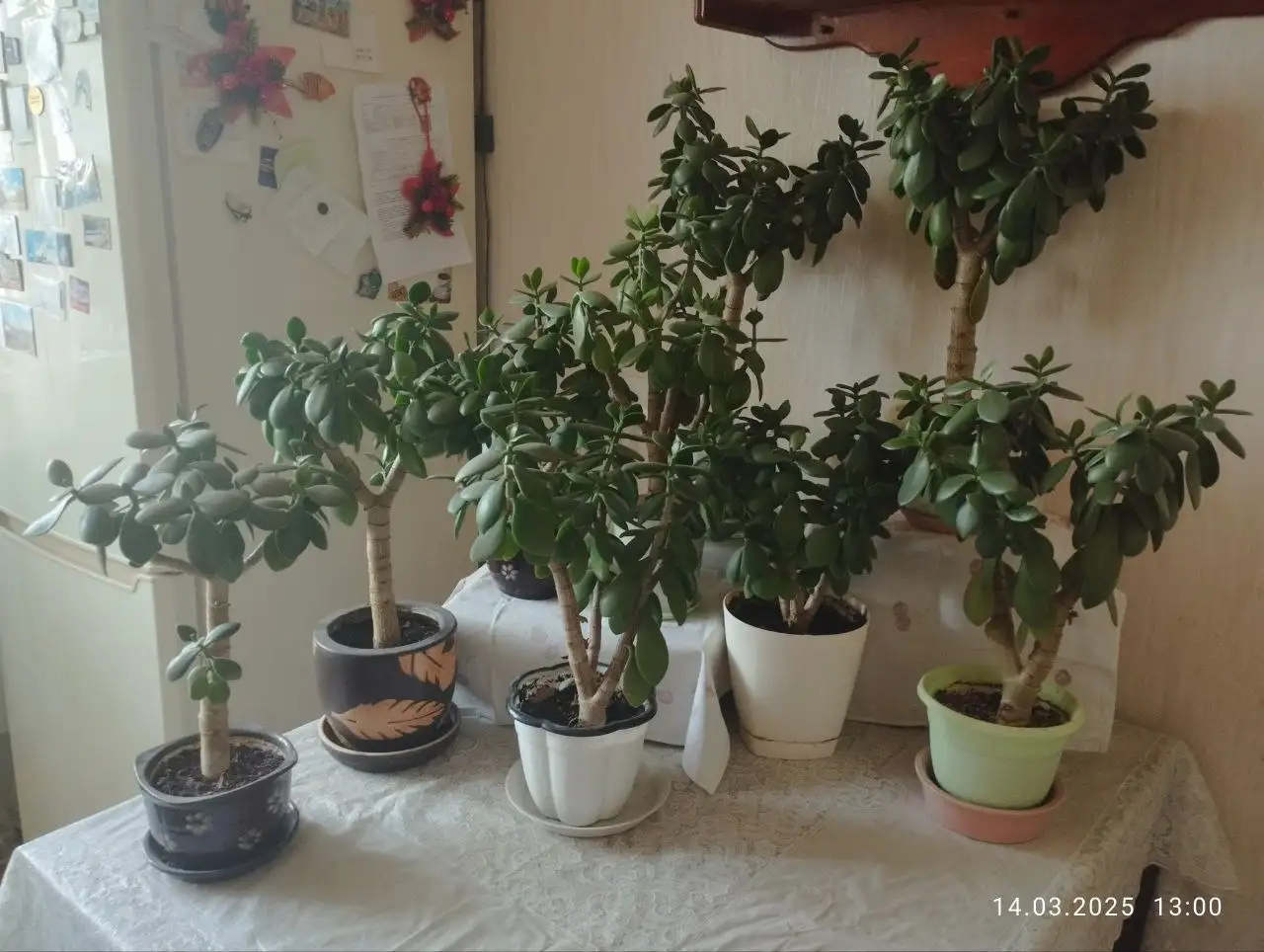 Продажа фикуса Наташа и денежного дерева - Растения (Для дома и дачи) в Волгоград