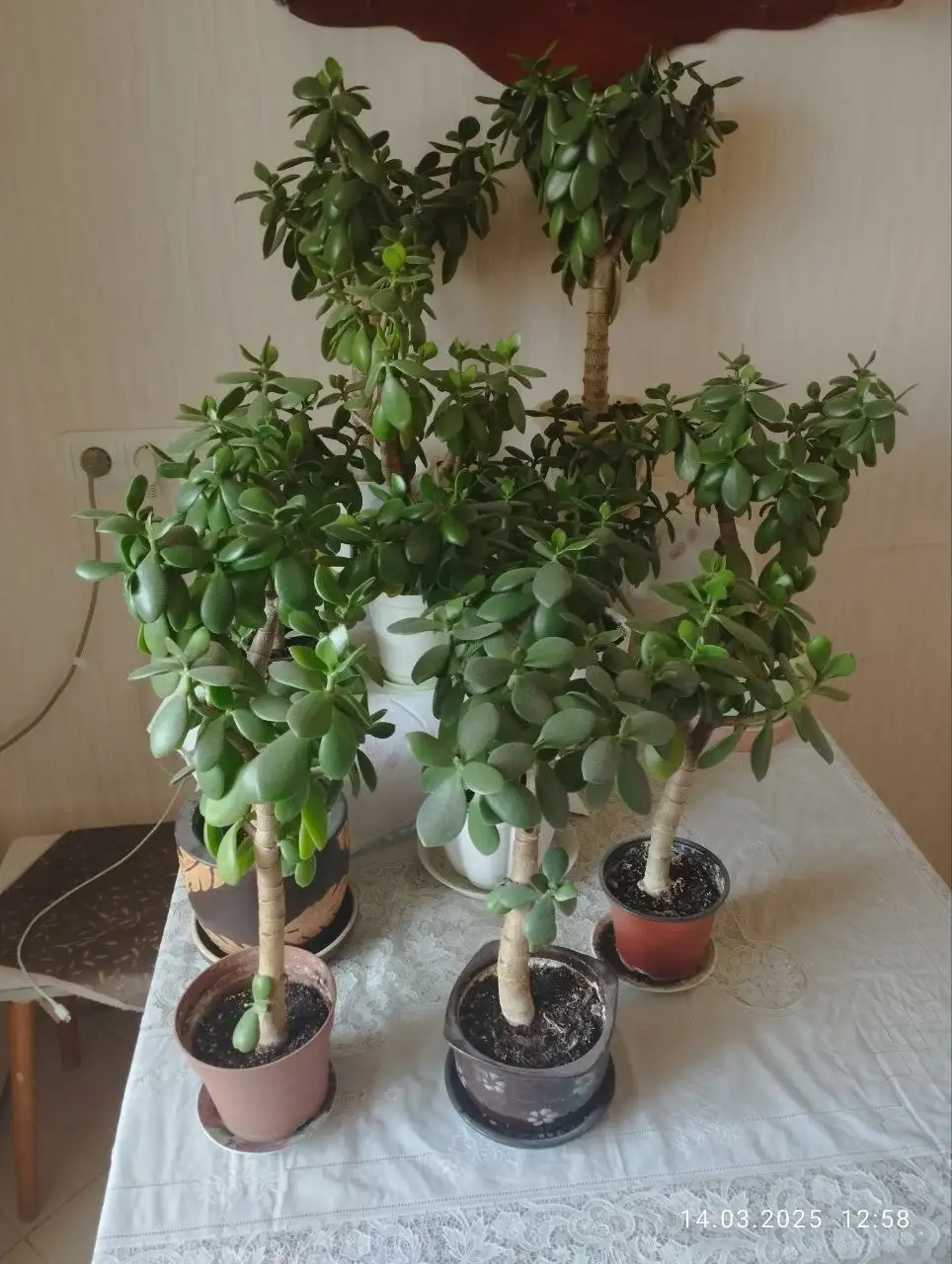 Продажа фикуса Наташа и денежного дерева - Растения (Для дома и дачи) в Волгоград