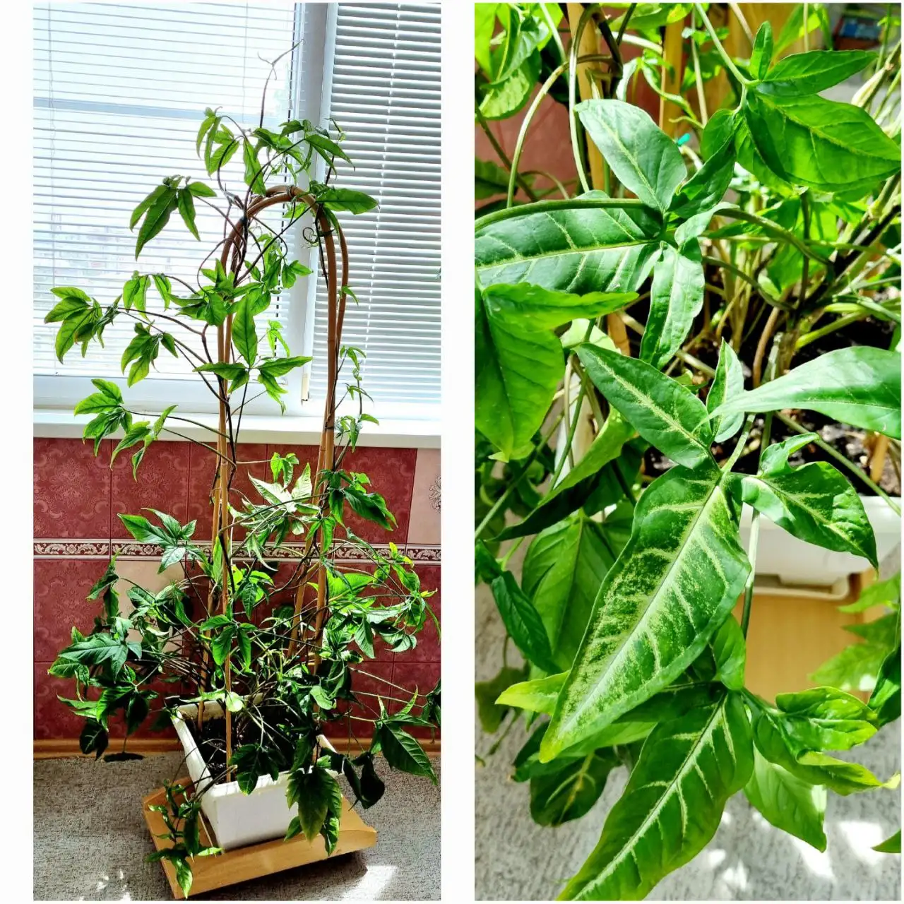 Сингониум с опорами из бамбука - Растения (Хобби и отдых) в Волгоград