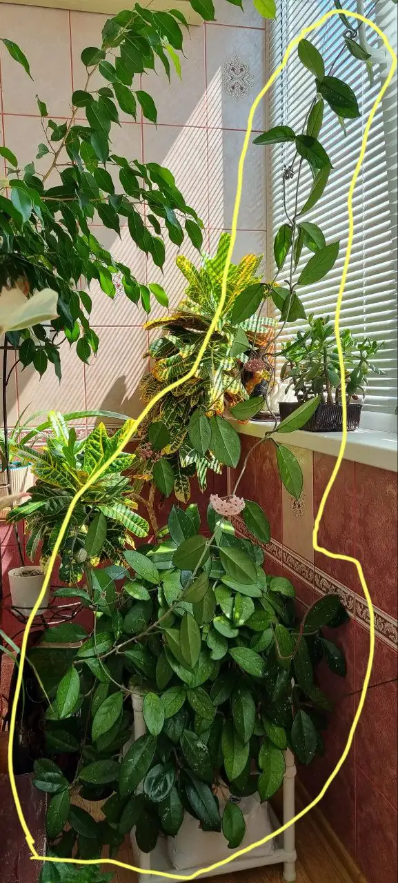 Хойя - Растения (Хобби и отдых) в Волгоград