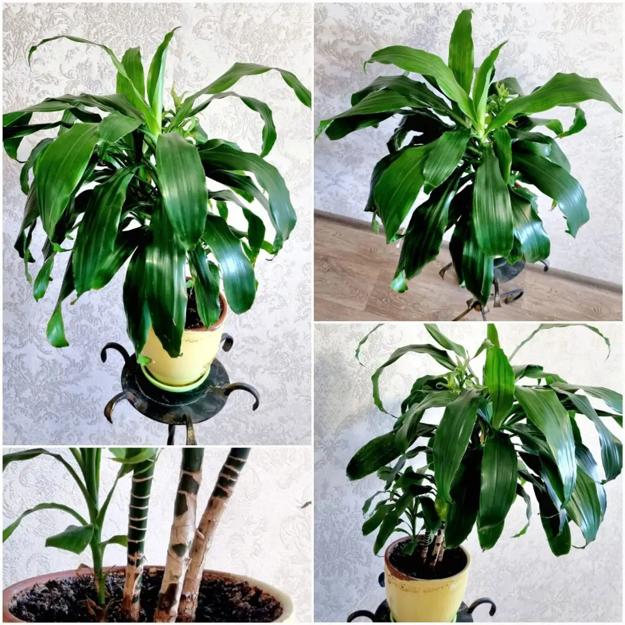 Продажа драцены в Советском районе Волгограда - Растения (Хобби и отдых) в Волгоград