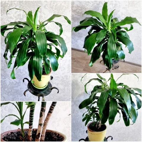 Продажа драцены в Советском районе Волгограда - Экскурсии в Волгоград