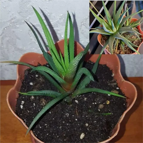 Продажа хавортии в Волгограде - Экскурсии в Волгоград