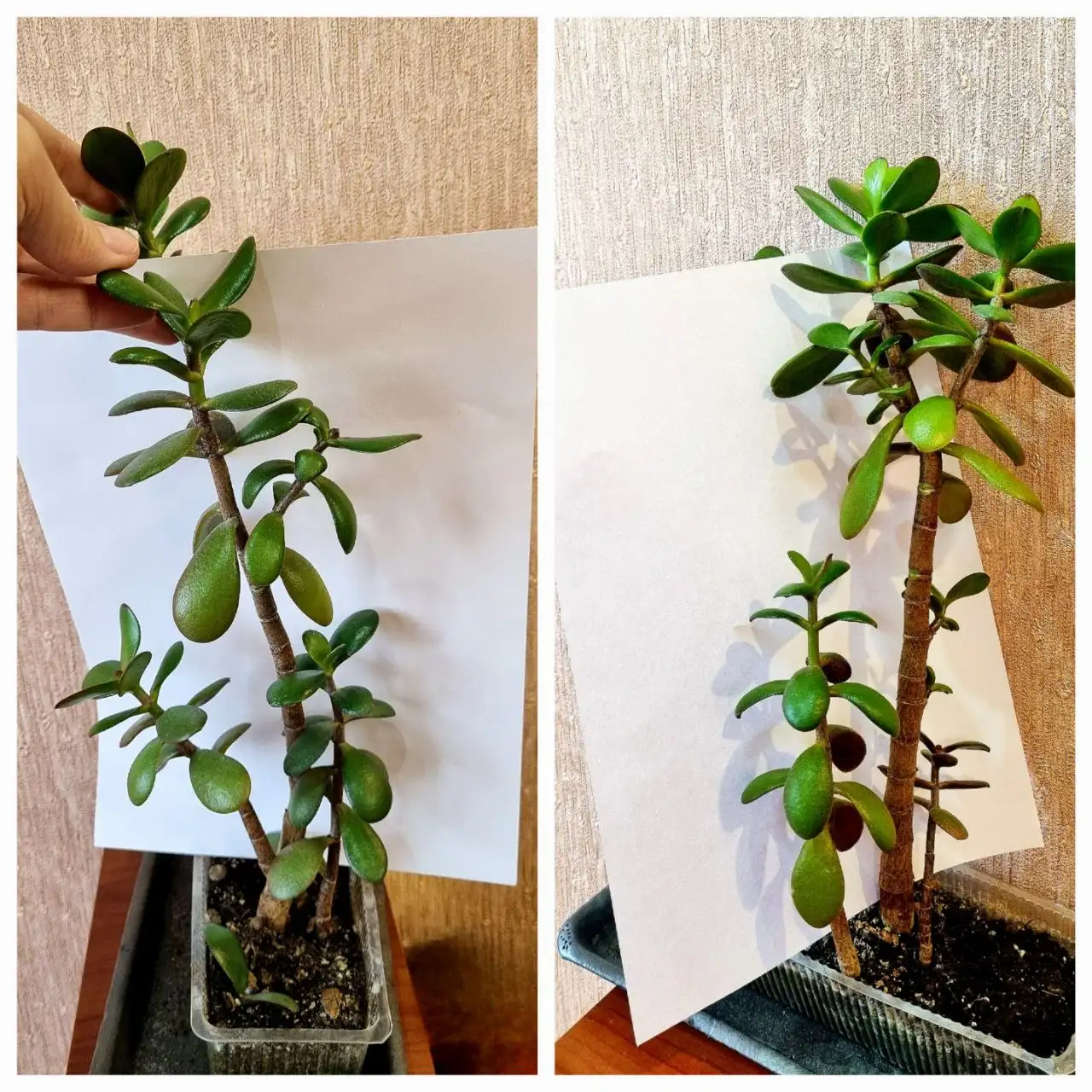 Продажа денежного дерева - Комнатные растения (Хобби и отдых) в Волгоград