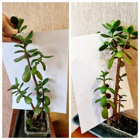 Продажа денежного дерева - Экскурсии в Волгоград