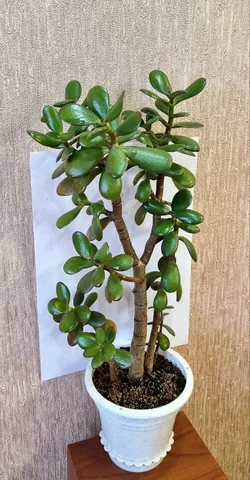 Денежное дерево в Советском районе Волгограда - Экскурсии в Волгоград