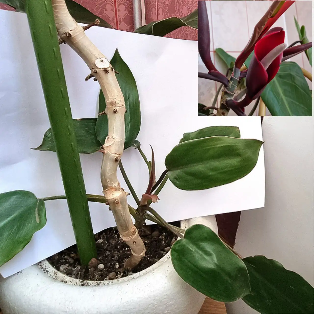 Филодендрон краснеющий - Растения (Барахолка) в Волгоград