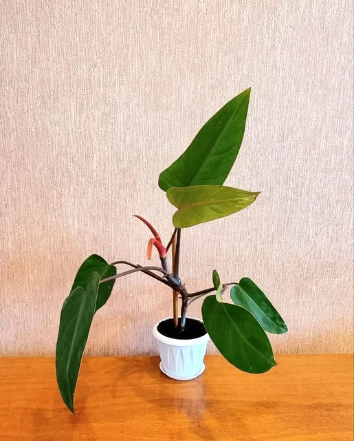 Филодендрон краснеющий - Экскурсии в Волгоград