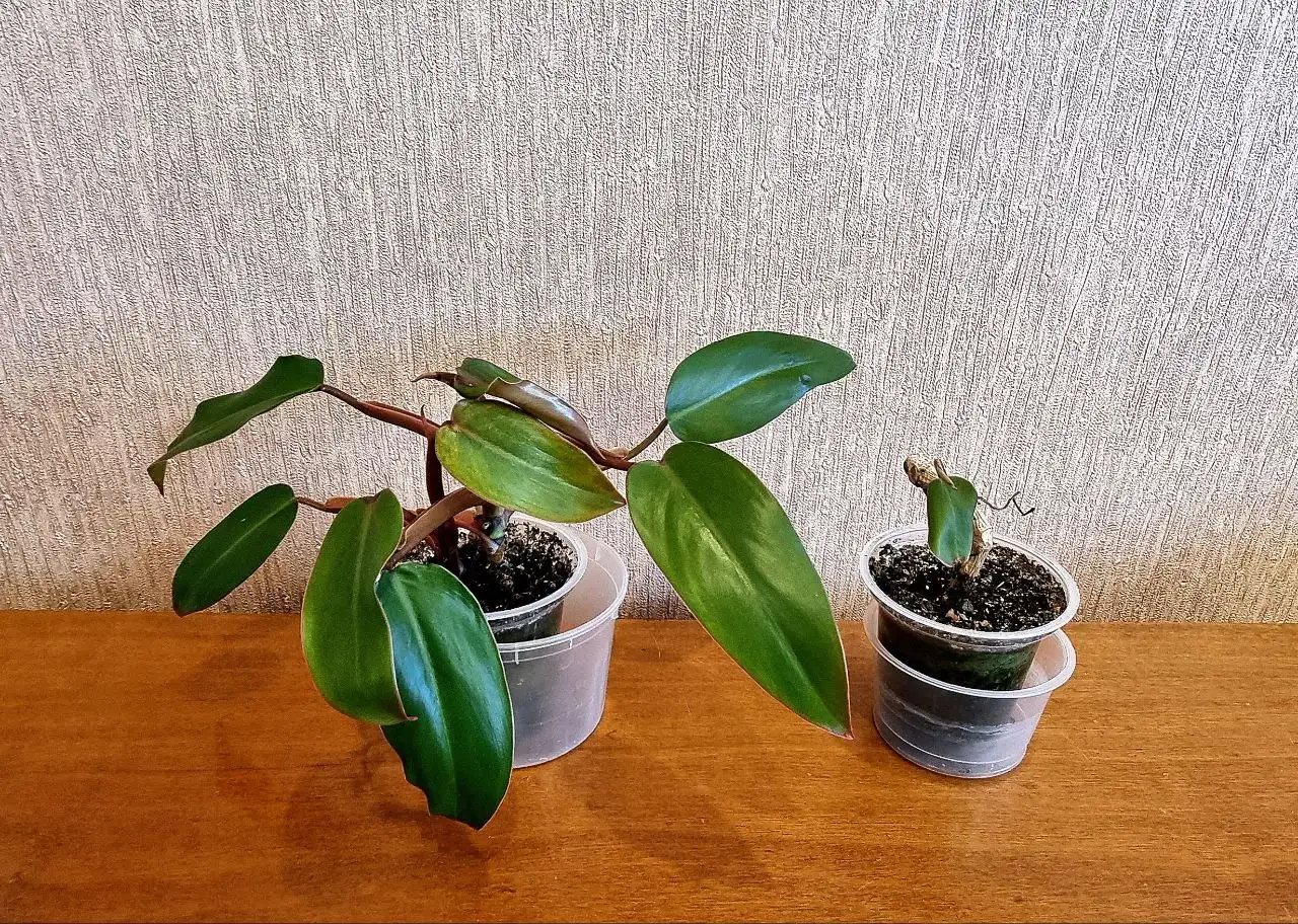 Филодендрон краснеющий - Растения (Хобби и отдых) в Волгоград