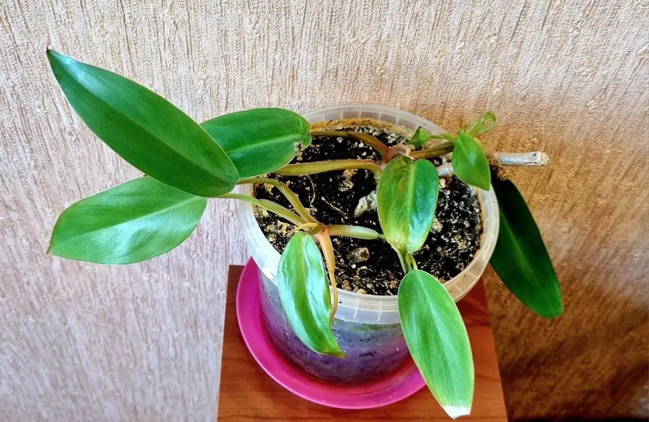 Филодендрон краснеющий - Растения (Хобби и отдых) в Волгоград