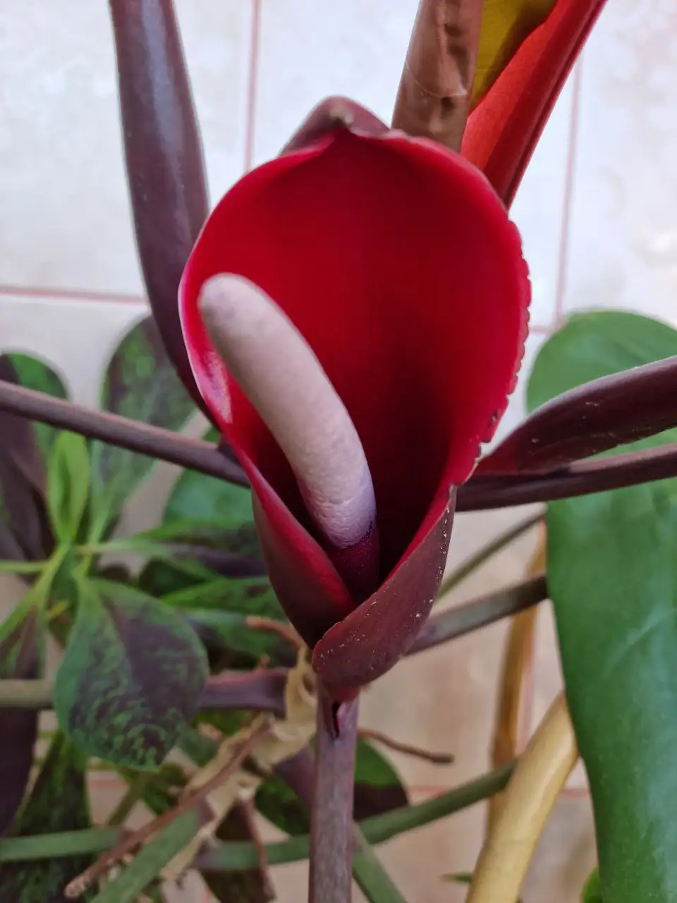 Филодендрон краснеющий - Растения (Хобби и отдых) в Волгоград