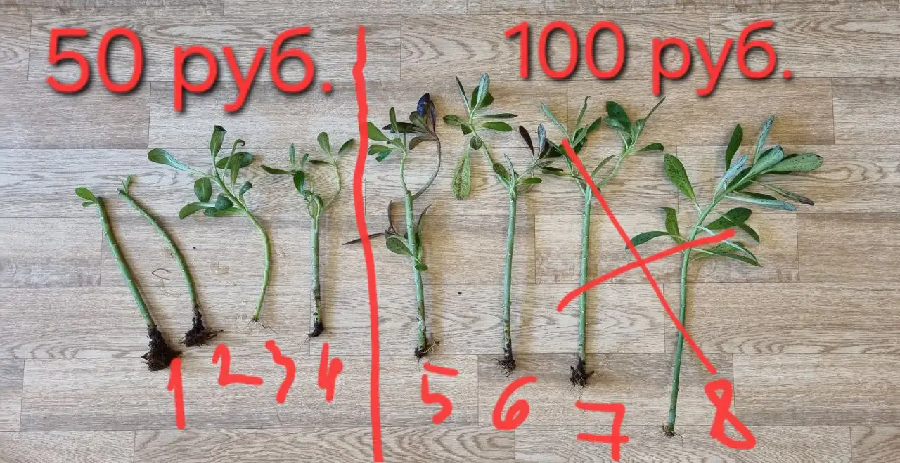 Синадениум растение - Растения (Хобби и отдых) в Волгоград