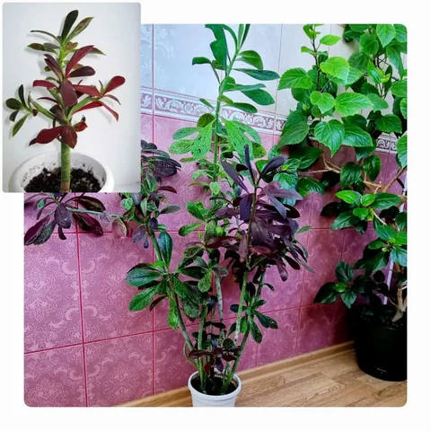 Синадениум взрослый в Волгограде - Экскурсии в Волгоград