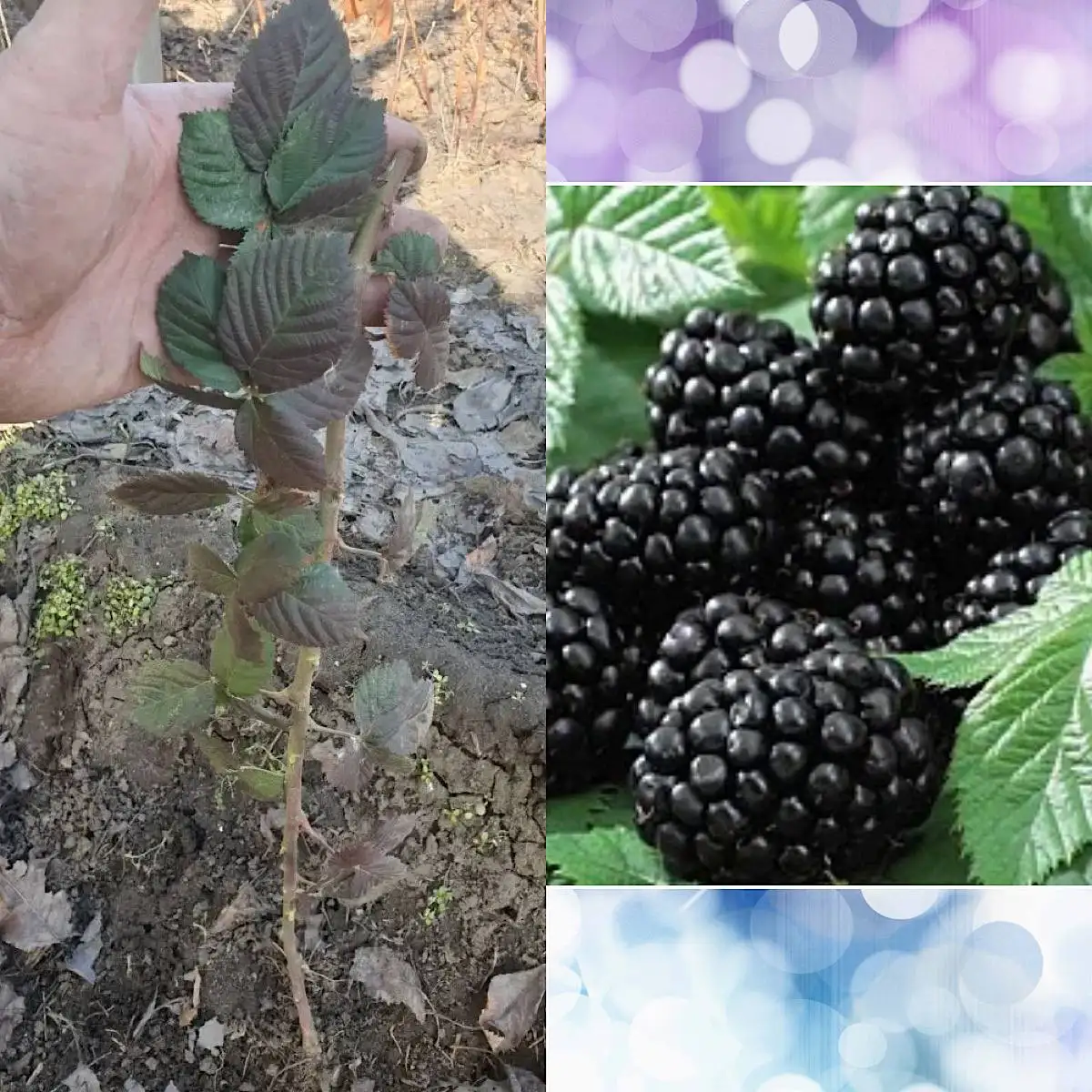 Саженцы Ежевики Блэк Сатин - Садоводство (Хобби и отдых) в Волгоград