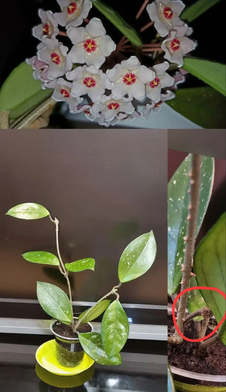 Хойя с цветоносами - Растения (Хобби и отдых) в Волгоград