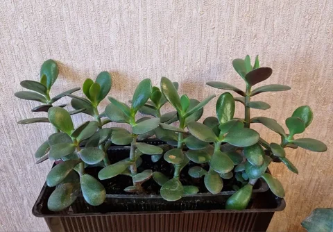 Толстянка (денежное дерево) в стаканчике - Рыбалка и охота в Волгоград