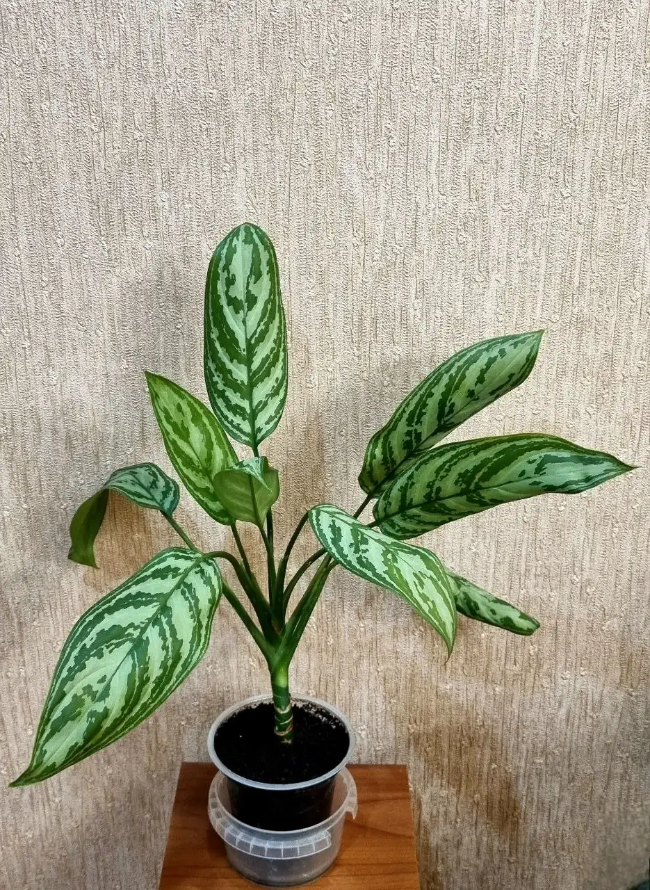 Аглонема в Советском районе Волгограда - Растения (Хобби и отдых) в Волгоград