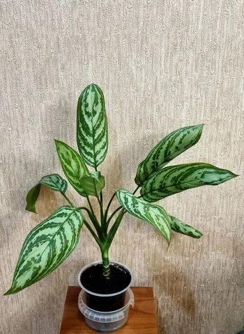 Аглонема в Советском районе Волгограда - Рыбалка и охота в Волгоград