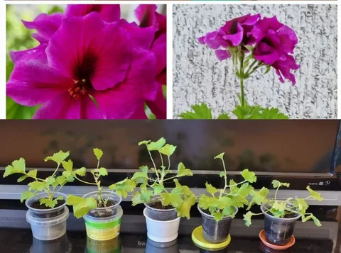 Продажа герани королевской - Рыбалка и охота в Волгоград