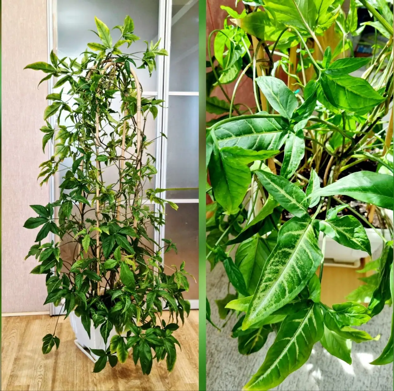 Продам сингониум с опорами бамбук - Комнатные растения (Для дома и дачи) в Волгоград