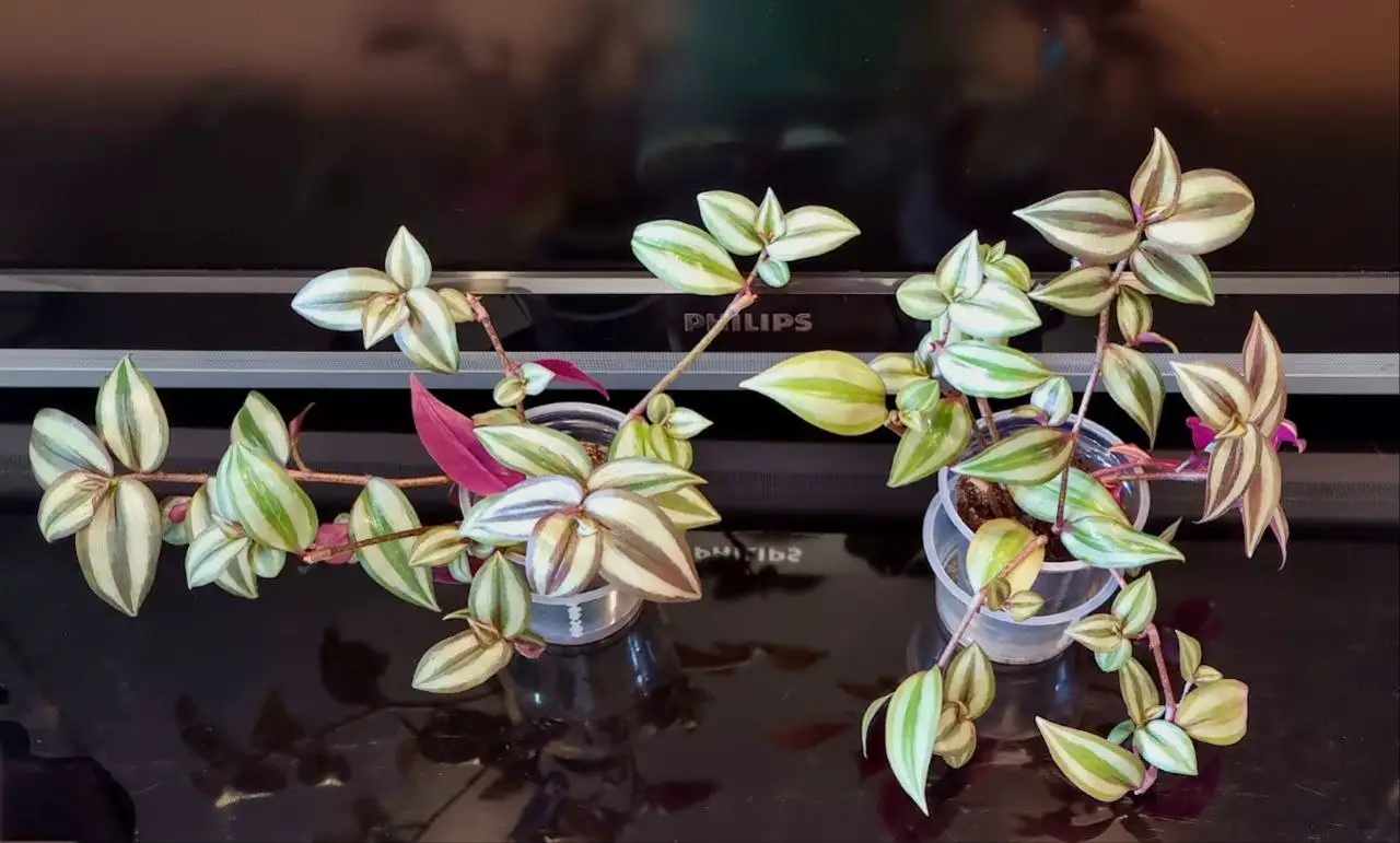 Традесканция зебрина в Волгограде - Растения (Хобби и отдых) в Волгоград