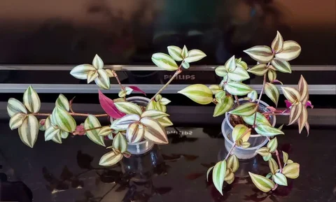 Традесканция зебрина в Волгограде - Рыбалка и охота в Волгоград