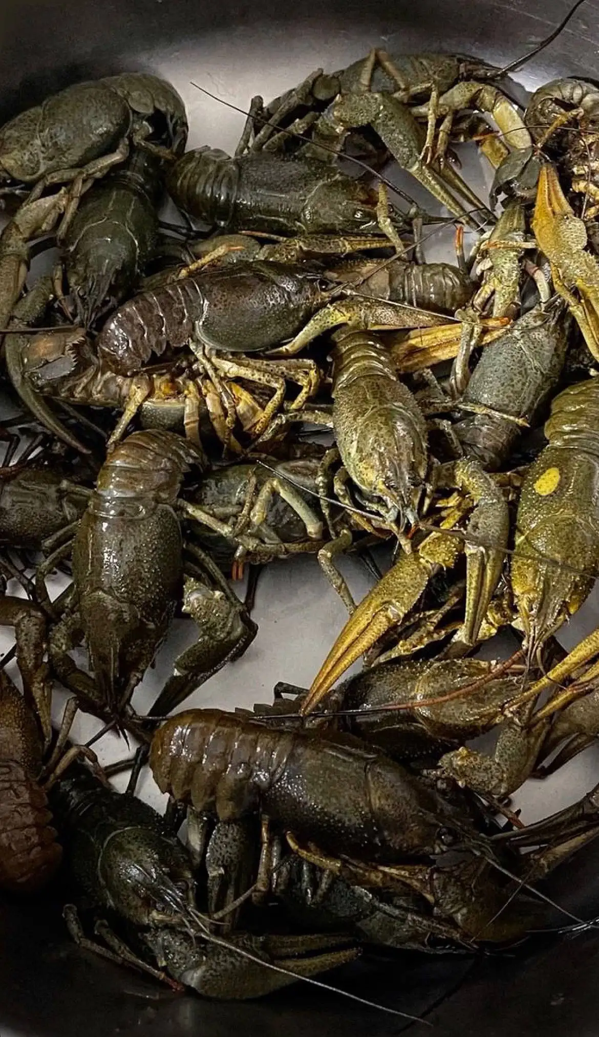 Продажа свежих раков с икрой - Рыбалка и охота (Хобби и отдых) в Волгоград