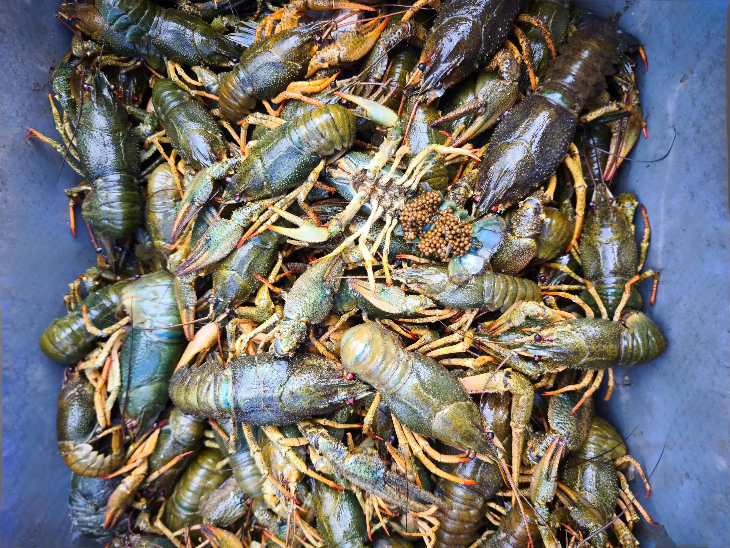 Продажа свежих раков с икрой - Рыбалка и охота (Хобби и отдых) в Волгоград