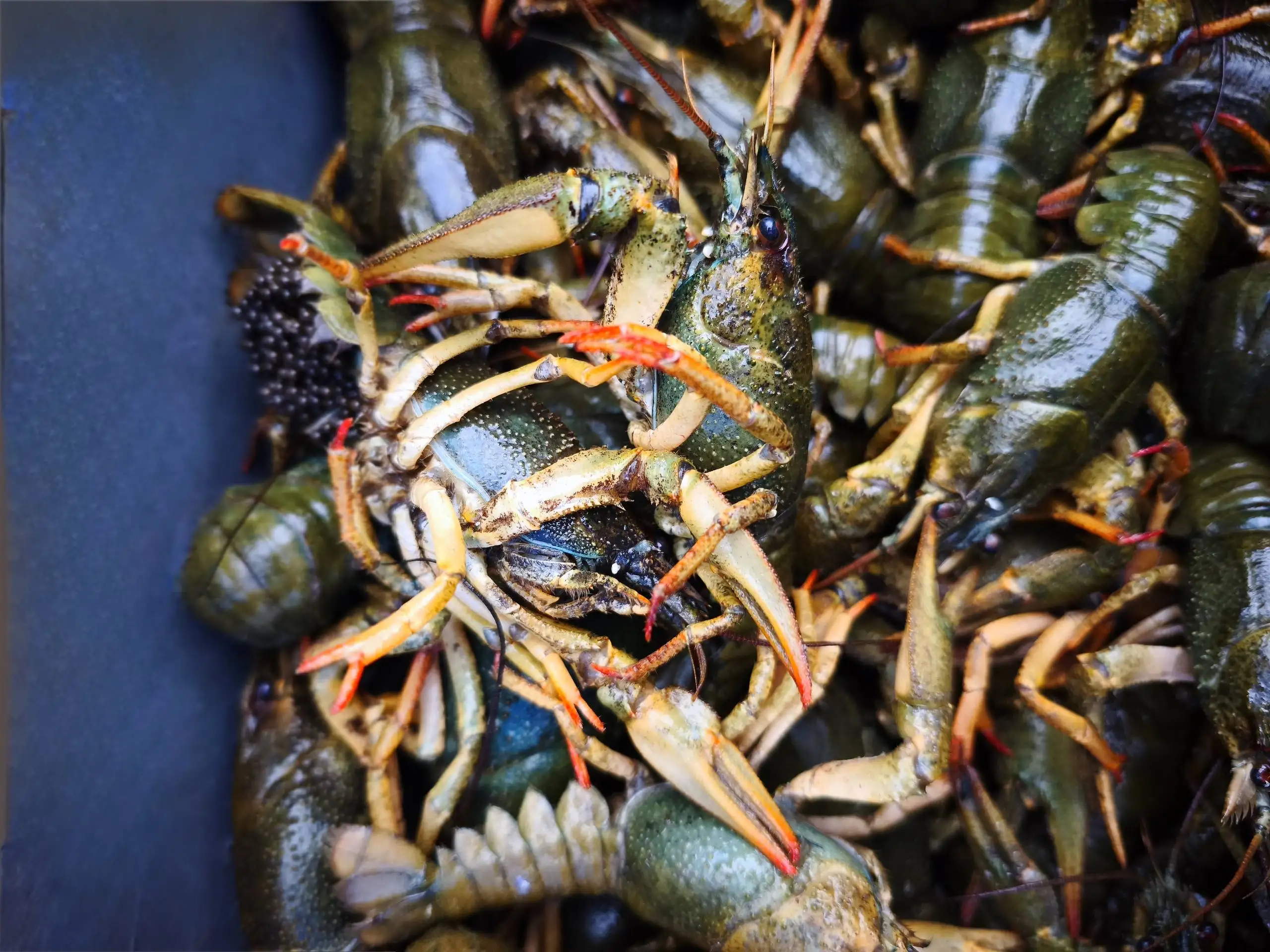 Продажа свежих раков с икрой - Рыбалка и охота (Хобби и отдых) в Волгоград