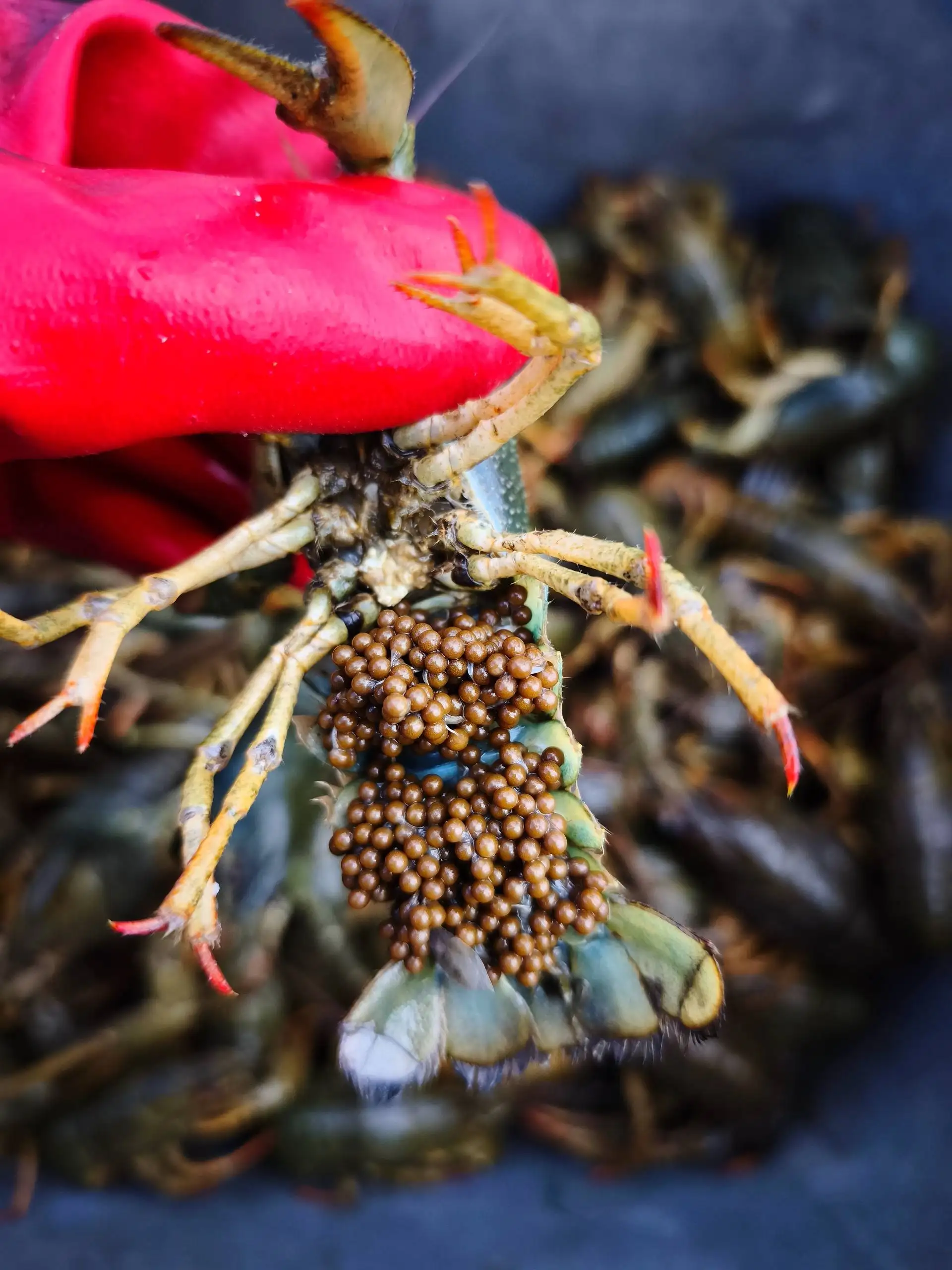 Продажа свежих раков с икрой - Рыбалка и охота (Хобби и отдых) в Волгоград