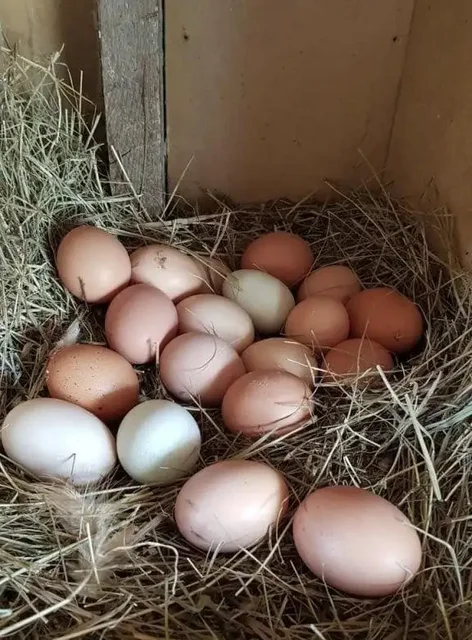 Продажа козьего молока, домашних яиц и мяса кролика - Кондитерские изделия в Волгоград