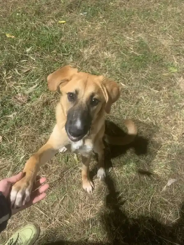 Срочно ищем дом для собаки Руди