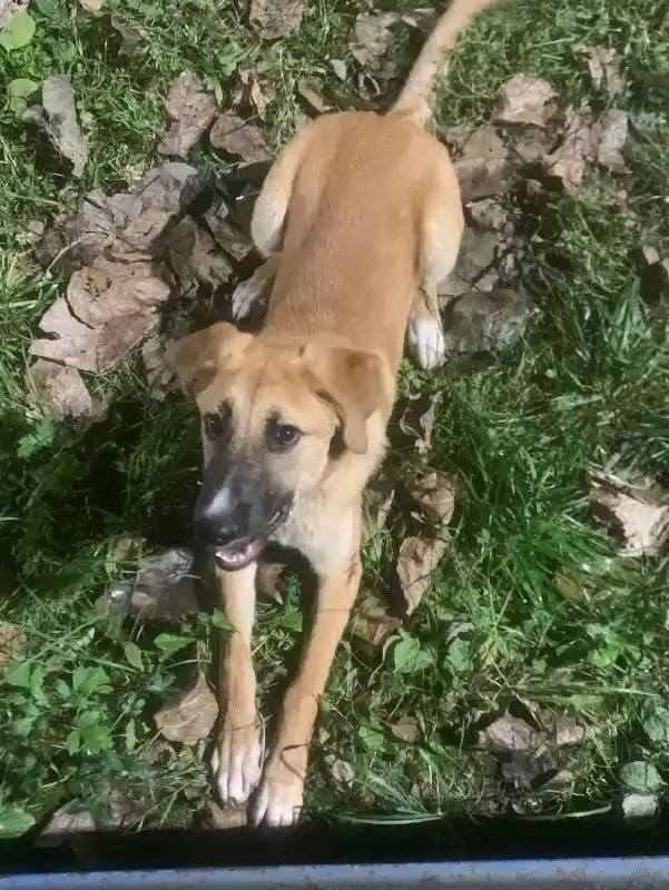 Срочно ищем дом для собаки Руди