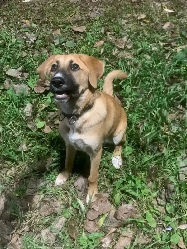 Срочно ищем дом для собаки Руди