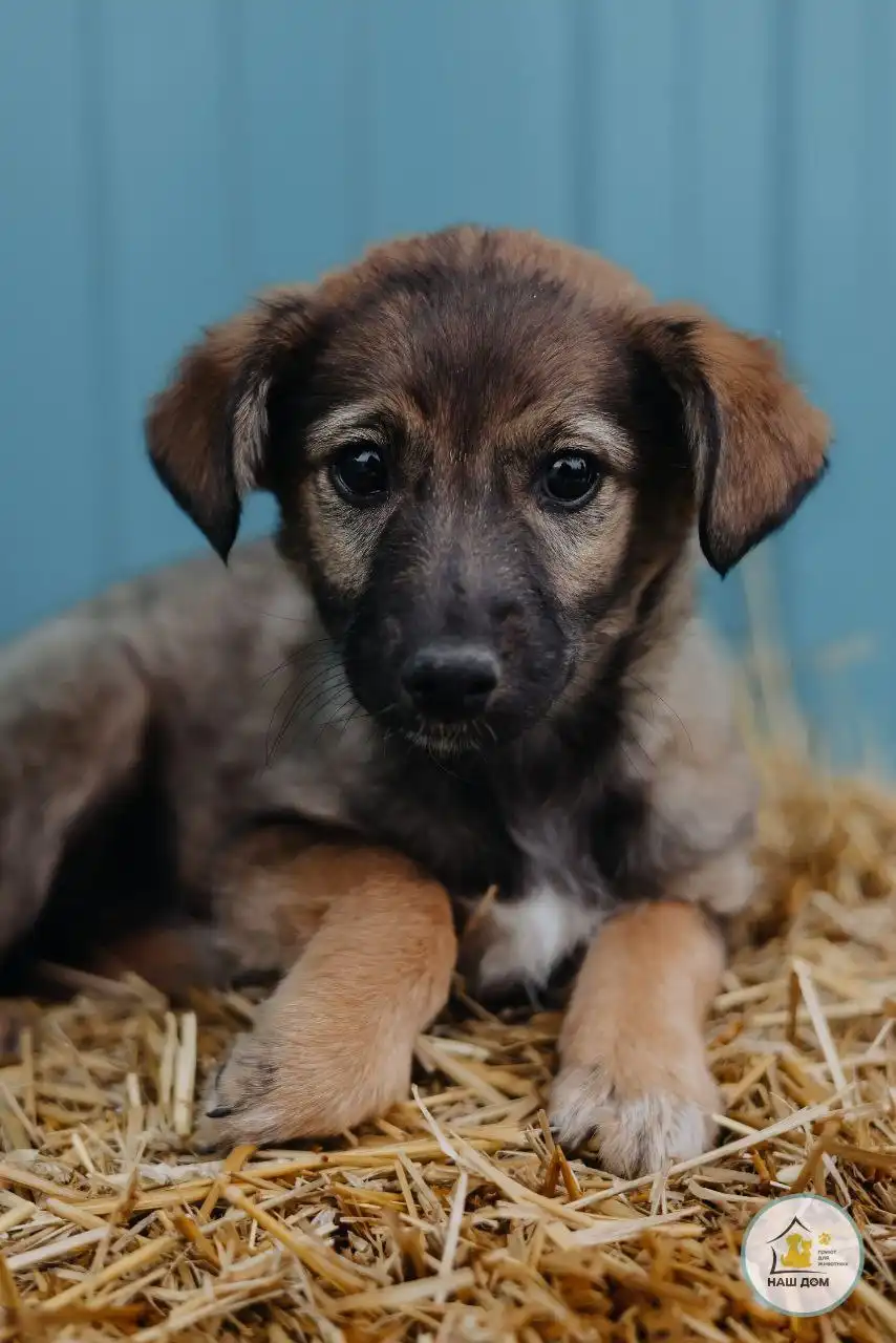 Щенок Тея ищет семью