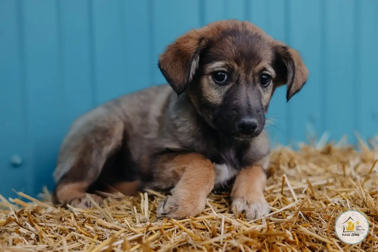 Щенок Тея ищет семью