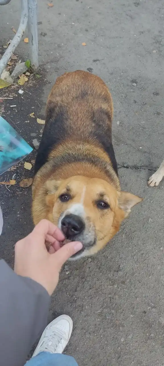 Ищет дом собака