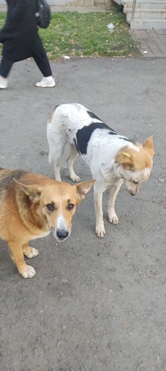 Ищет дом собака